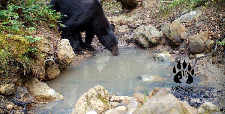 $!Con el avance de la mancha urbana, el hábitat del oso negro es invadida. Especialistas llaman a definir medidas preventivas para evitar ataques.