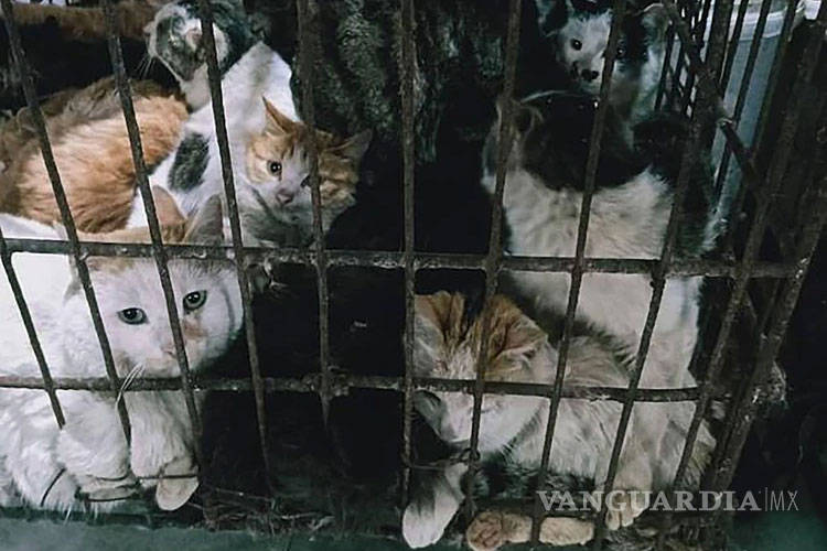 $!En China siguen vendiendo murciélagos... y perros, gatos y otros animales para comer