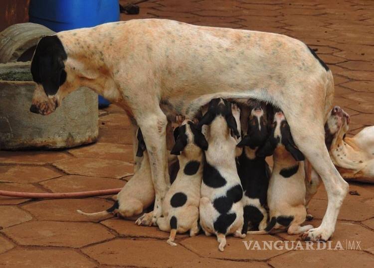 Camadas de perros y gatos: La reproducción es alarmante
