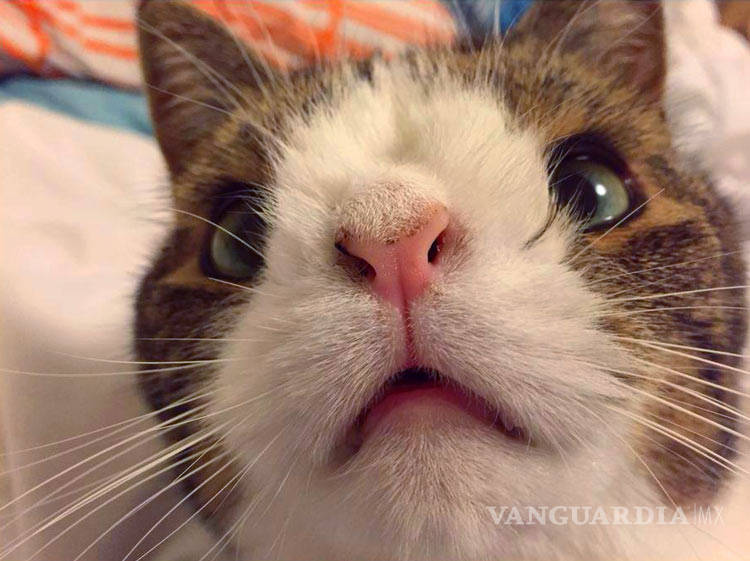 $!Monty, el gatito con síndrome de Down que enamoró a Facebook