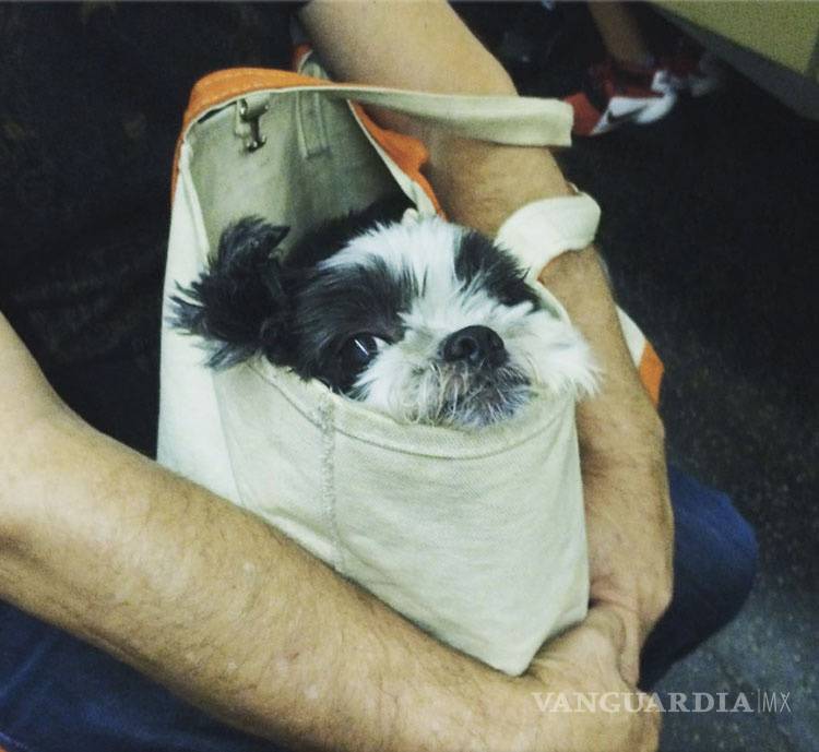$!No importa raza o tamaño, los perros neoyorquinos viajan en metro