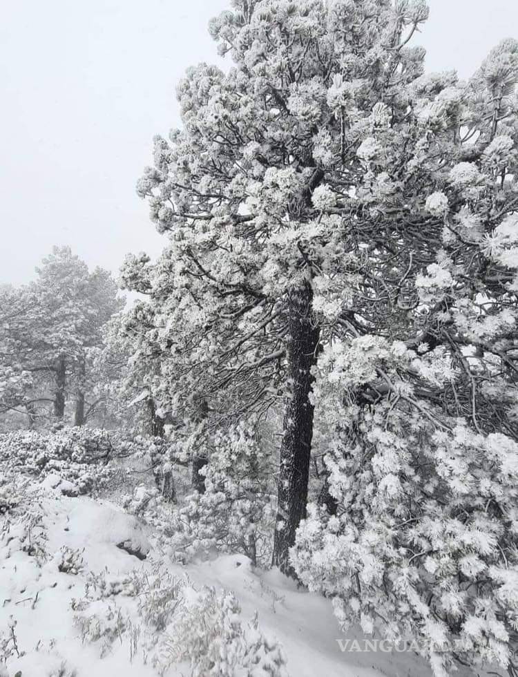 $!Otra vez sur de Nuevo León se tiñe de blanco por caída de aguanieve