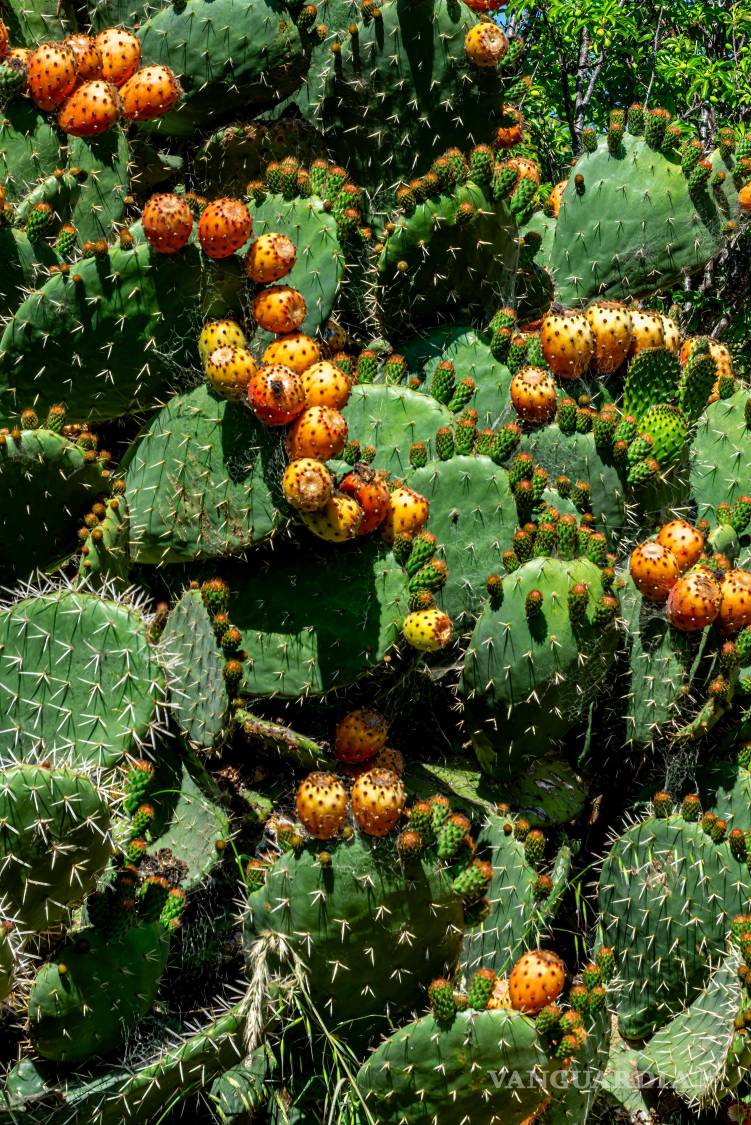 $!El nopal: orgullo y símbolo nacional mexicano