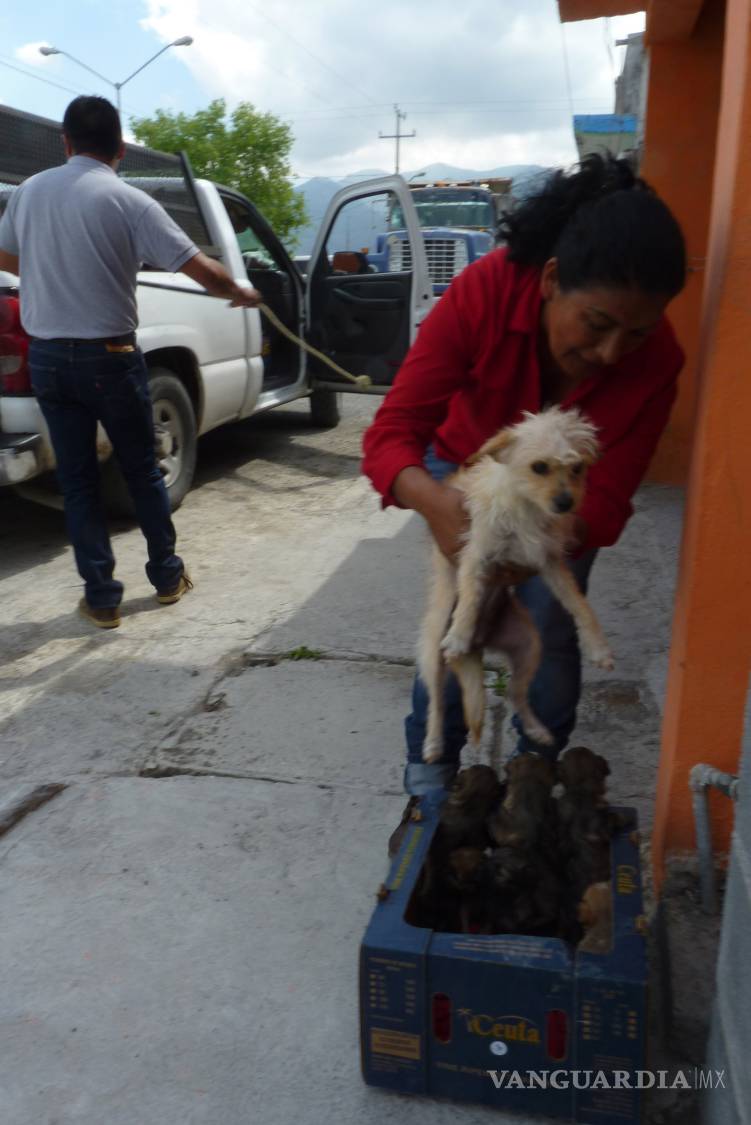$!La historia de dos hombres que mataron más de 100 mil perros