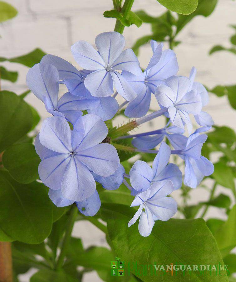 $!Esta celebración se ha vuelto viral en redes sociales