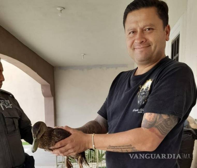 $!El vecino Javier se encargó del pato y su resguardo en lo que las autoridades atendían su llamado.