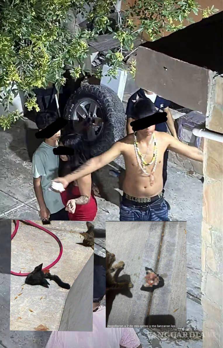 $!Investigan en Acuña ataque contra dos gatitos; menores de 13 y 14 años estarían involucrados