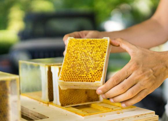 Disminuyen colmenas y se desploma producción de miel en Coahuila