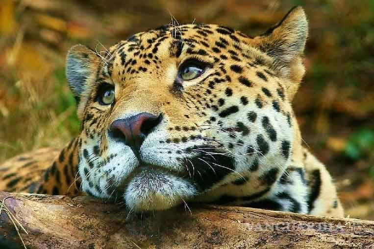 $!Polo no sólo es un jaguar, también era un artista, al que le quitaron los aplausos y, las ganas de vivir