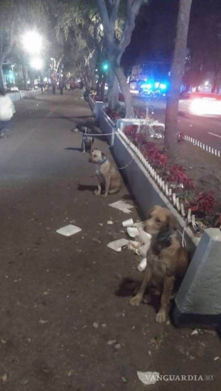 $!Peregrinos siguen abandonando perros en la Basílica