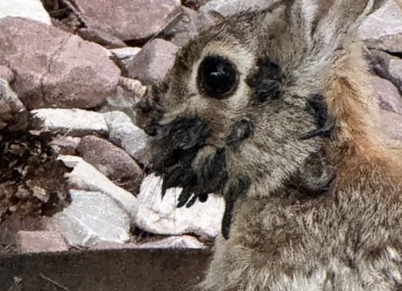 El misterioso virus que causa cuernos y tentáculos en conejos de Estados Unidos