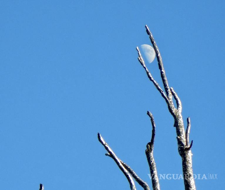 $!Se veía indefensa y débil, pero ahí iba, decidida a crecer para cubrir pacientemente la pared completa del patio.