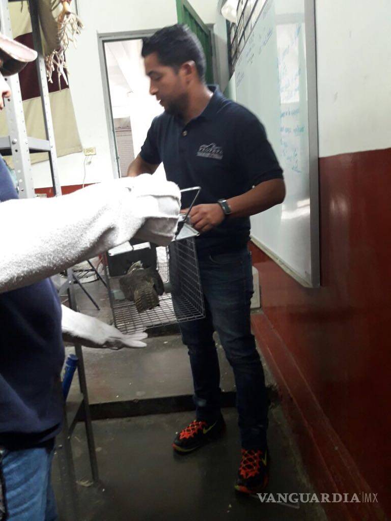 $!Salvan Estudiantes del Tecnológico de Saltillo un "Halcón Peregrino"