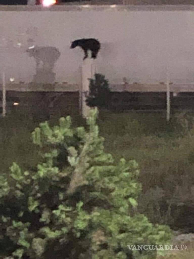 $!“Lo más difícil fue la bajada porque era un animal que pesaba 200 o 250 kilos”.