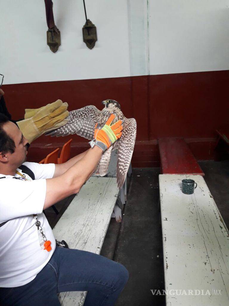 $!Salvan Estudiantes del Tecnológico de Saltillo un "Halcón Peregrino"