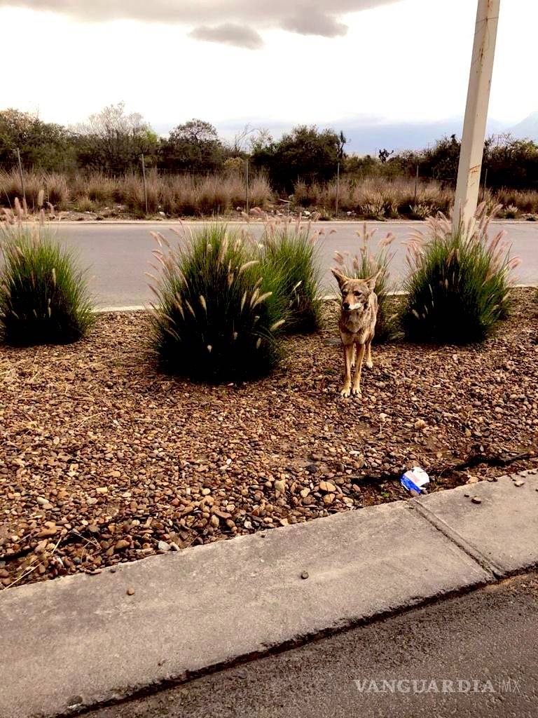 $!Hoy es el Día de la Tierra: Pandemia, ‘un respiro’ para el planeta