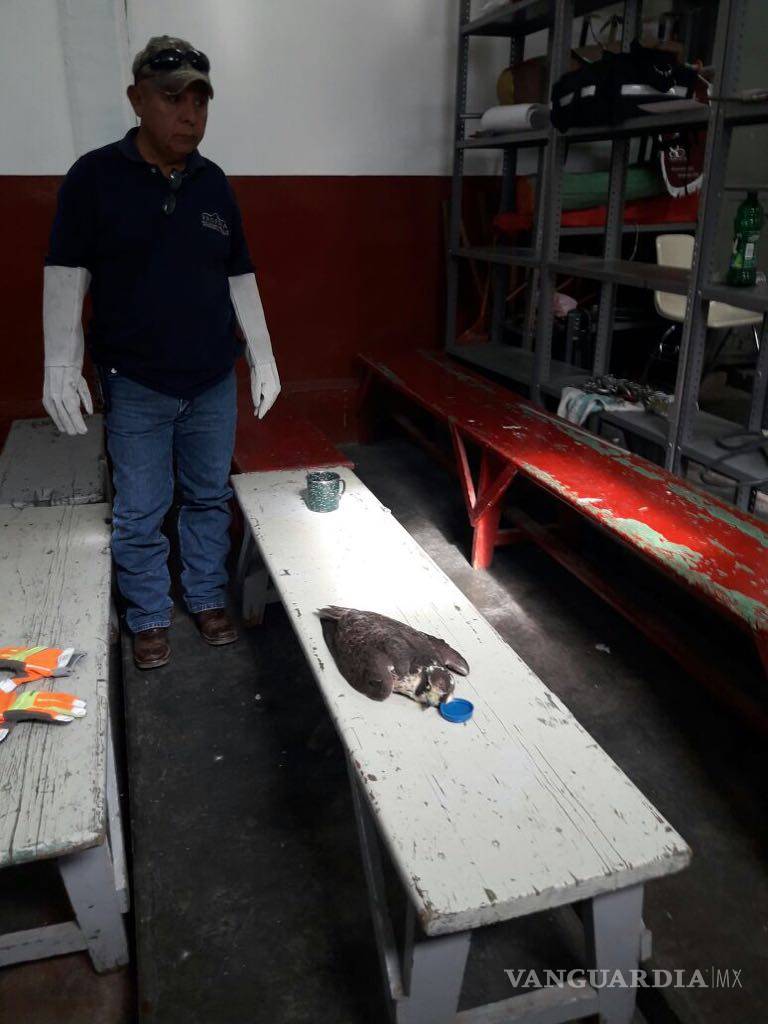 $!Salvan Estudiantes del Tecnológico de Saltillo un "Halcón Peregrino"