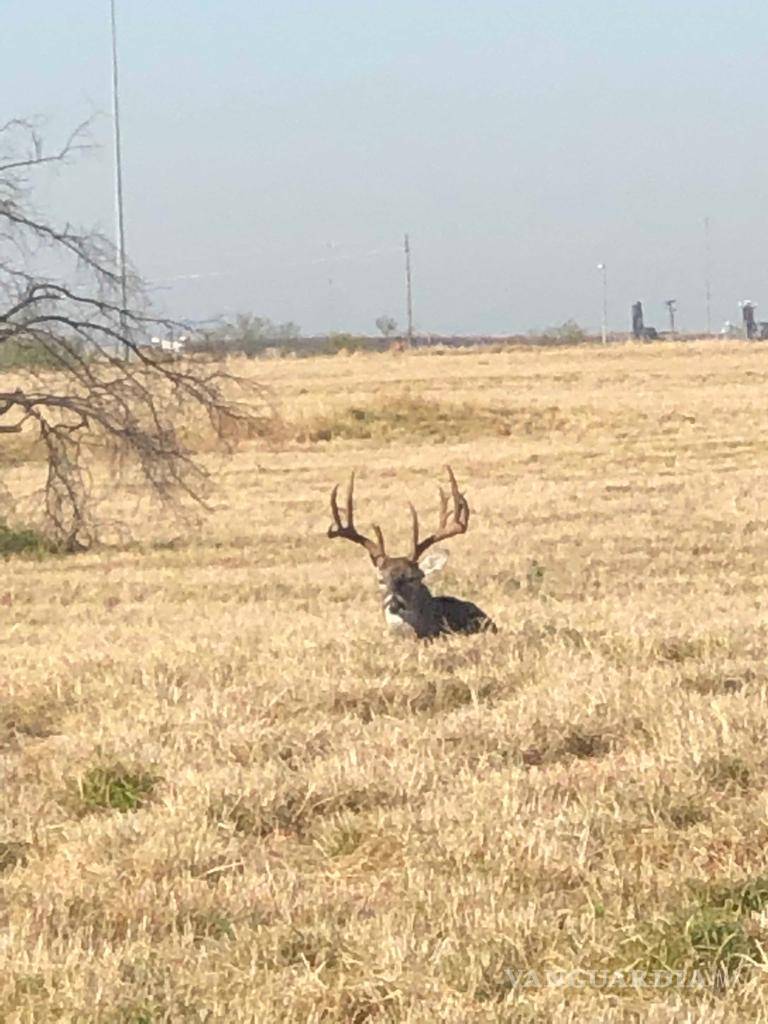 $!Confirman arresto de cazador furtivo en Laredo; cazó un venado en zona urbana
