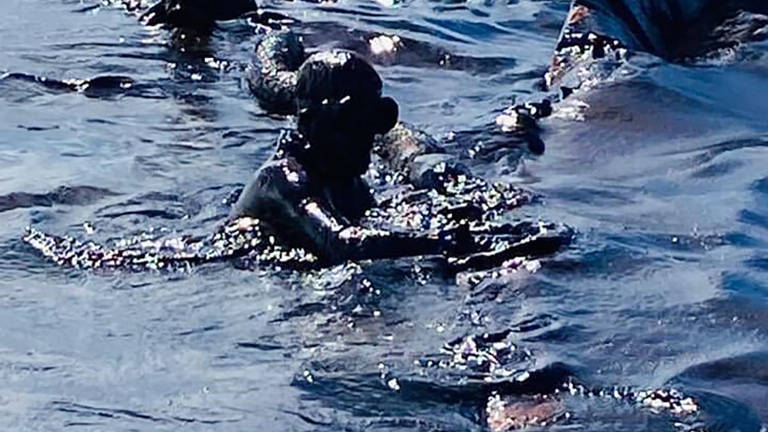 $!Islas Mauricio declara la emergencia ambiental por derrame de un barco petrolero
