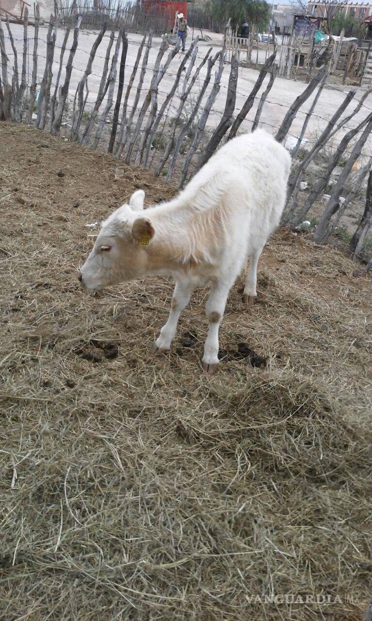 $!Cercaron el cerro, les mataron a sus animales, tumbaron sus chozas y ¡los despojaron de sus tierras!