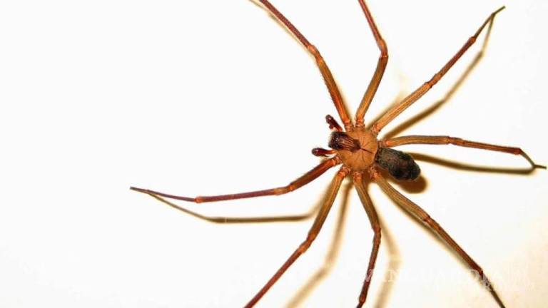 ¿Cuándo inicia la temporada de arañas en México?... cómo saber cuáles ...