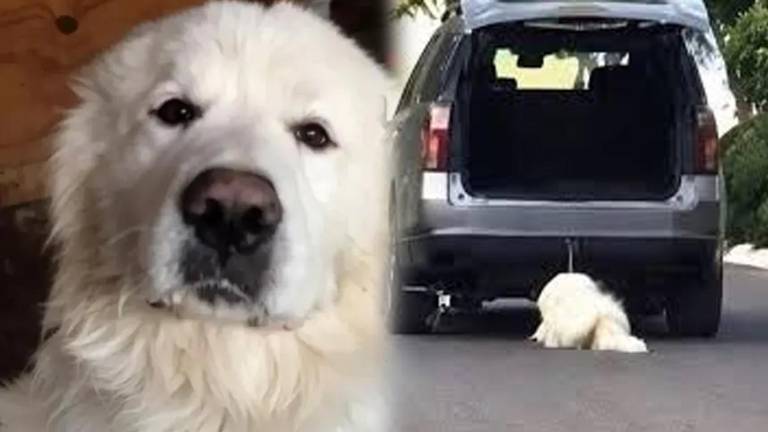 Esta es la vivencia desgarradora de Rocky, perrito de Saltillo, un ser sintiente que dependía enteramente de la protección humana y fue defraudado.