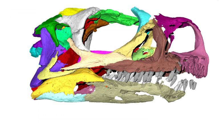 $!Ngwevu intloko, un un nuevo tipo de dinosaurio descubierto en Sudáfrica