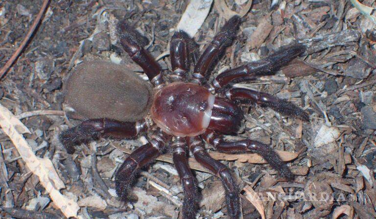 $!Roja, peluda y con líneas blancas, la nueva especie de araña fue nombrada Euoplos Dignita