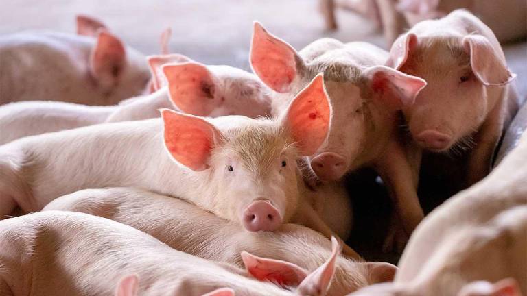 Según datos de Opormex, las importaciones españolas representan apenas el 0.06% del total de productos porcinos que ingresan a México.