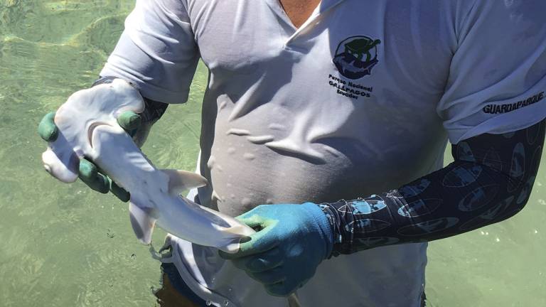 $!Descubren en la islas Galápagos una nueva “guardería” de tiburones