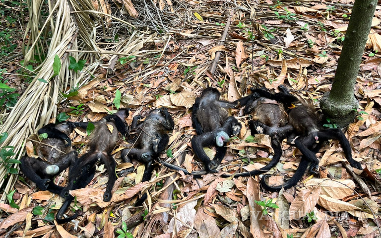 $!Mueren monos aulladores por calor en Tabasco; gobierno admite 4 muertes, asociación denuncia 85