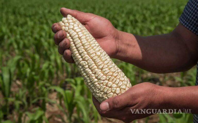 $!El gobierno federal argumenta que el maíz biotecnológico perjudica a las variedades autóctonas y puede tener efectos adversos para la salud