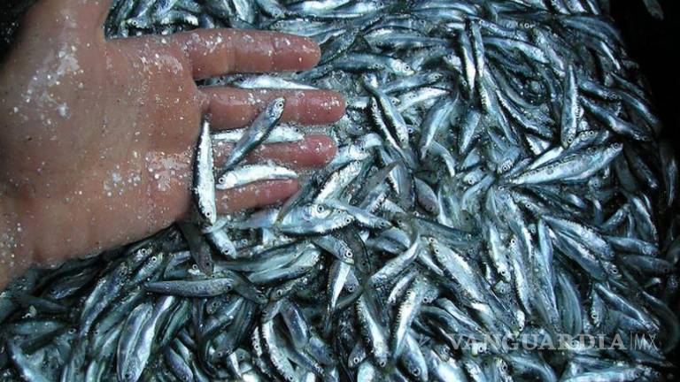 Afecta cambio climático pesca de sardina; en México cayó 30%