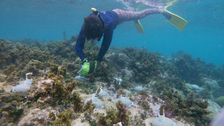 $!Fotografía sin fecha especifica de toma, cortesía de Organizacion Oceanus, que muestra a un expertos mientras examina un arrecife, en la costas de Punta Nizuc, en el balneario de Cancún en Quintana Roo (México). EFE/Organizacion Oceanus