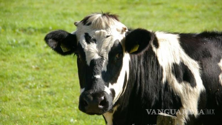 Muere a los 21 años Kaga, la primera vaca clonada del mundo
