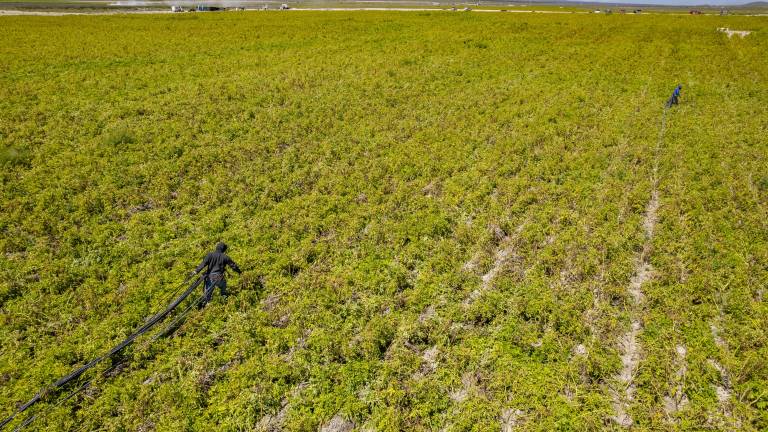 $!Las regiones en Coahuila y Nuevo León han sido pioneras en la producción de papa a nivel nacional, pero a la fecha únicamente quedan unos pocos productores.