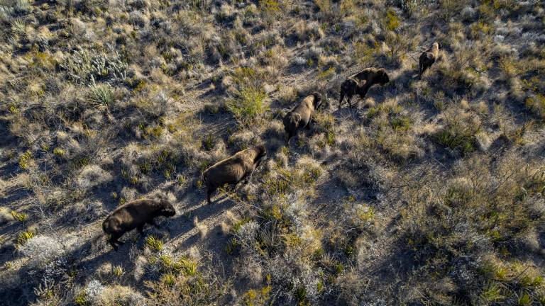 $!Iyané camina otra vez en su hogar: un regreso que conecta naturaleza, cultura y tiempo.