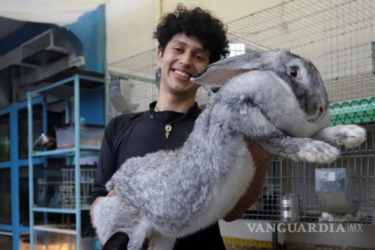 $!Estudiante de Puebla cría a los conejos más grandes del mundo