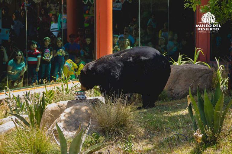 $!El Museo del Desierto alberga varias crías de oso negro.