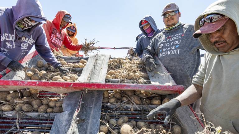 $!Trabajadores del campo en el ejido San Rafael, municipio de Galeana, Nuevo León, levantan la cosecha que irá a parar a algún supermercado que inflará los precios.