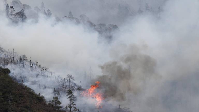 $!El saldo del desastre: 3 mil 863 hectáreas de bosque de altura arrasadas por el fuego, 29 mil 948 horas hombre con el apoyo de 865 elementos quienes combatieron el incendio durante 22 días.