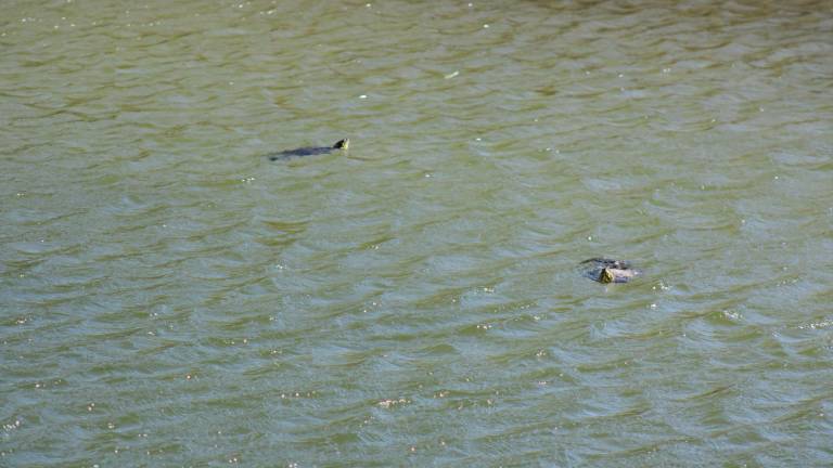 $!El humedal del Garabatal es el hábitat de la tortuga bisagra, única en el mundo.