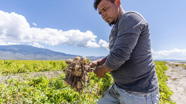 $!La producción de papa en el país ha disminuido debido a distintos factores como el alza de los precios y la apertura de fronteras.