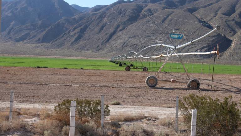 $!Cultivos de forrajes se observan en la carretera que va a Cuatrociénegas, donde empresas lecheras han encontrado tierra para sembrar el alimento de las vacas.