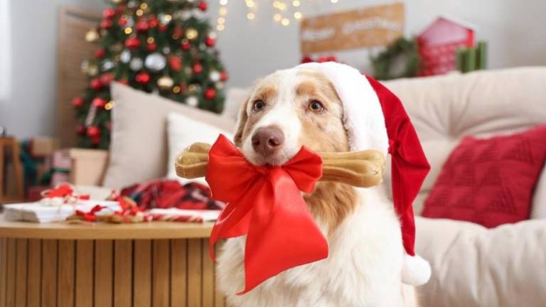 Así que antes de compartir un trozo de pavo o cualquier otro platillo delicioso, es necesario que evalúes si los alimentos son adecuados para su consumo.