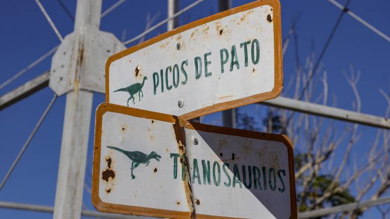$!Antes de que se descubrieran los grandes fósiles de dinosaurios en Rincón Colorado, un carpintero, José Rojas, buscaba ahí tesoros.