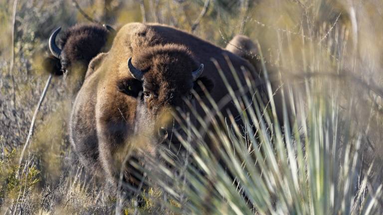 Los bisontes vuelven a correr los prados en una reserva en Cuatro Ciénegas