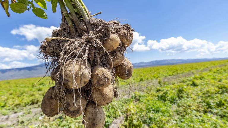 $!La papa es una hortaliza que tiene muchos nutrientes y que es benéfico para la salud, a pesar de muchos mitos.