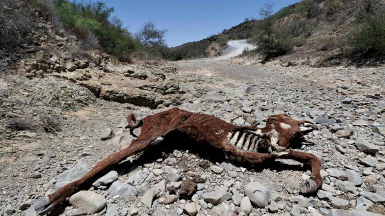 $!Coahuila es el quinto estado del país con sequía extrema, de acuerdo con el Monitor de Sequía de México. El 100% de su territorio está en sequía.