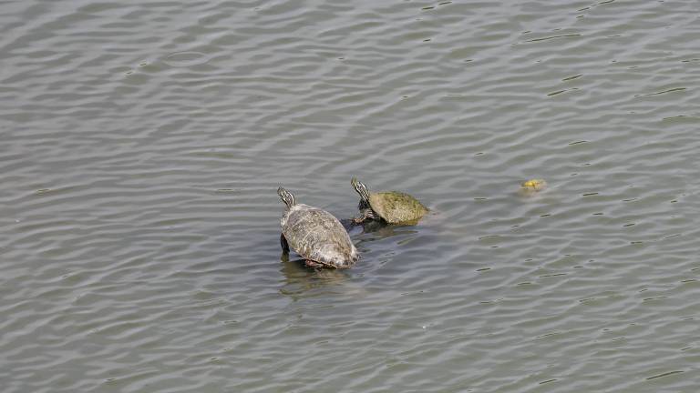 $!Los niveles bajos de la presa son notorios en todo el embalse, por lo que ahora simplemente se está a la espera de la época de huracanes para que pueda rellenarse.
